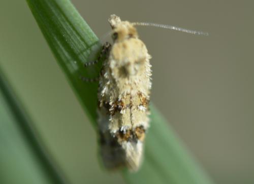 Réf. 273 747 : Aethes williana
